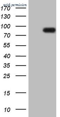 OriGene CF805984 image 1