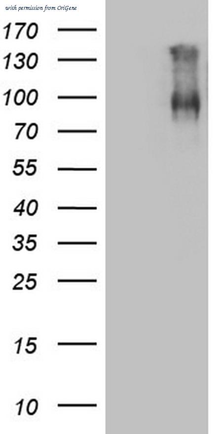 OriGene CF805993 image 1