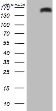 OriGene CF805996 image 1