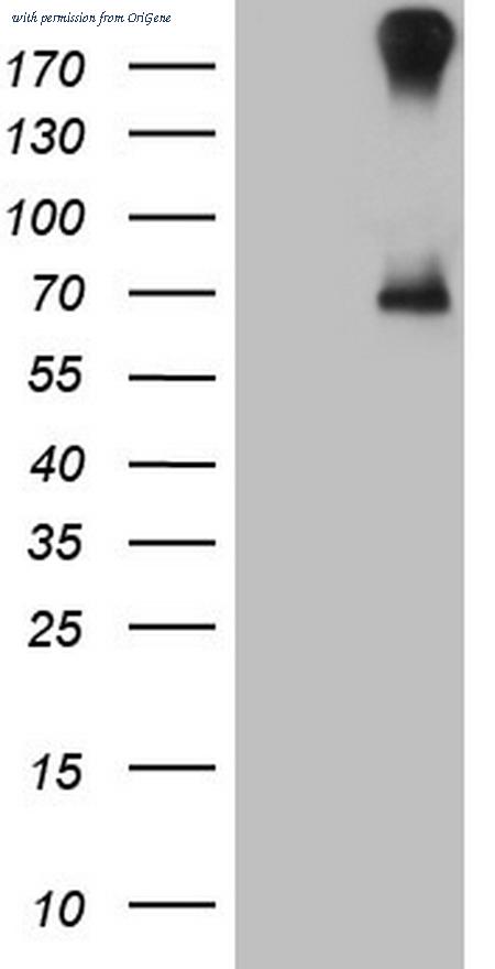 OriGene CF806005 image 1