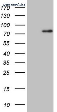 OriGene CF806020 image 1