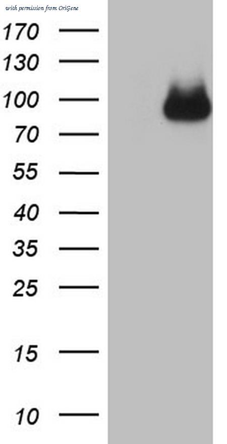 OriGene CF806029 image 1