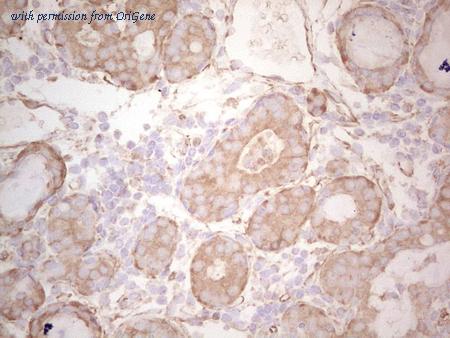 OriGene CF806050 image 1