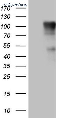 OriGene CF806079 image 1