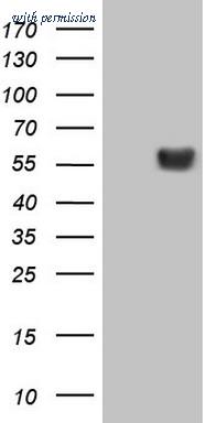 OriGene CF806109 image 1