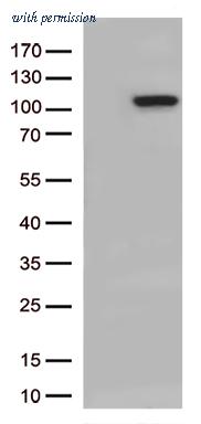 OriGene CF806197 image 1