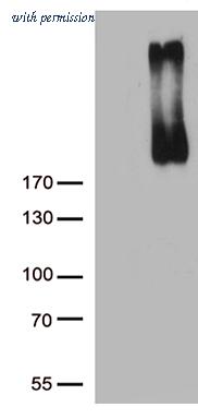 OriGene CF806202 image 1
