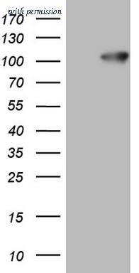 OriGene CF806206 image 1