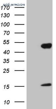 OriGene CF806219 image 1