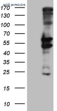 OriGene CF806224 image 1