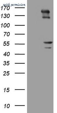 OriGene CF806226 image 1