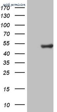 OriGene CF806336 image 1