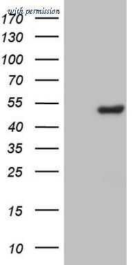 OriGene CF806337 image 1