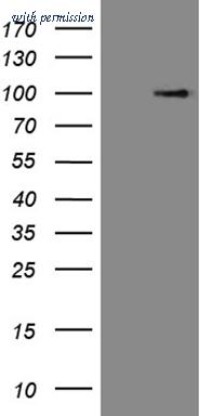 OriGene CF806347 image 1