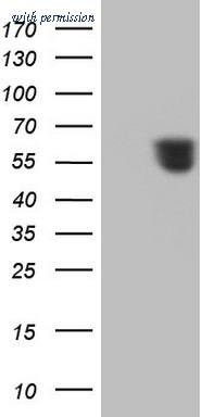 OriGene CF806351 image 1