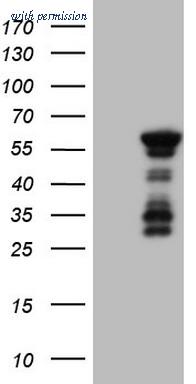 OriGene CF806354 image 1