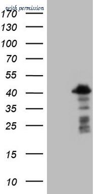 OriGene CF806396 image 1