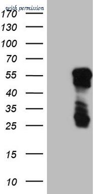 OriGene CF806408 image 1