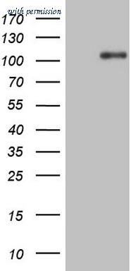 OriGene CF806413 image 1