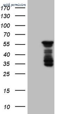 OriGene CF806440 image 1
