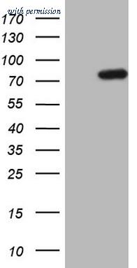 OriGene CF806470 image 1