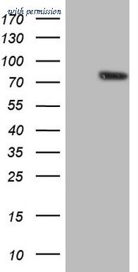 OriGene CF806471 image 1