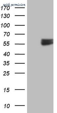 OriGene CF806484 image 1
