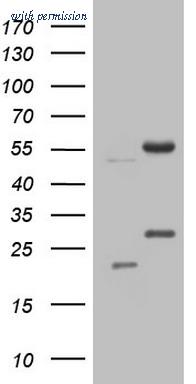 OriGene CF806497 image 1