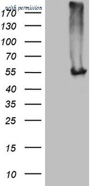 OriGene CF806502 image 1