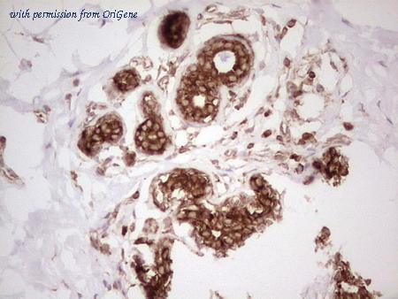OriGene CF806506 image 1