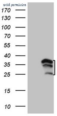 OriGene CF806507 image 1
