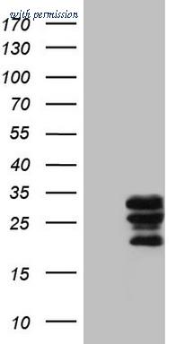 OriGene CF806508 image 1