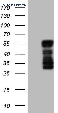 OriGene CF806509 image 1