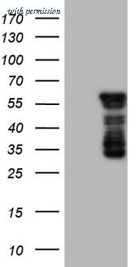OriGene CF806510 image 1