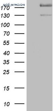 OriGene CF806550 image 1