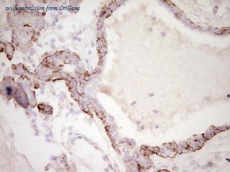 OriGene CF806553 image 1