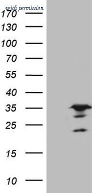 OriGene CF806564 image 1