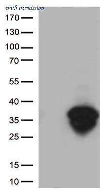 OriGene CF806589 image 1