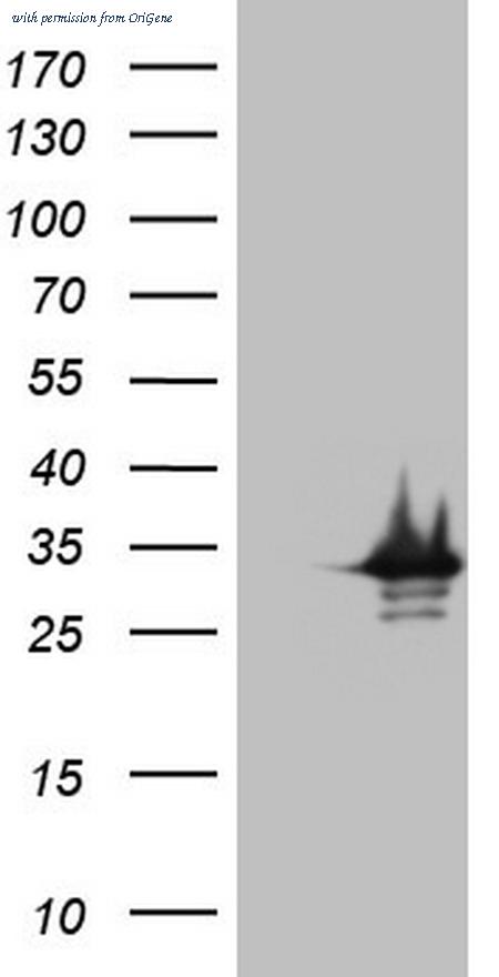 OriGene CF806615 image 1