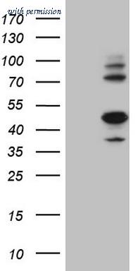 OriGene CF806620 image 1