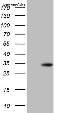 OriGene CF806623 image 1