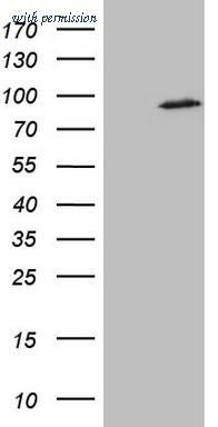 OriGene CF806655 image 1