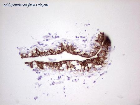 OriGene CF806679 image 1