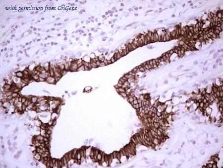 OriGene CF806730 image 1
