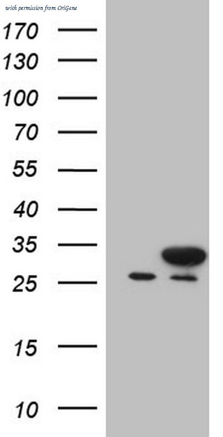 OriGene CF806733 image 1
