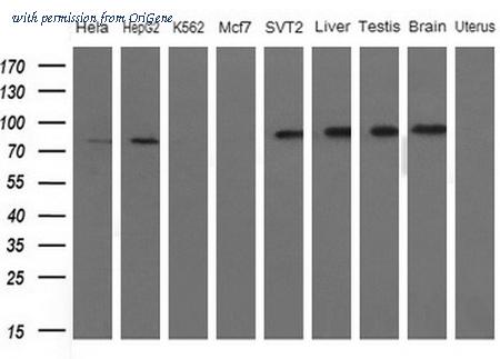OriGene CF806739 image 1
