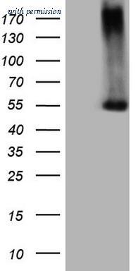 OriGene CF806742 image 1