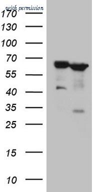 OriGene CF806744 image 1