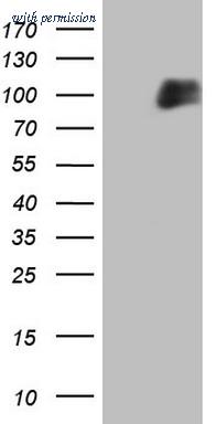 OriGene CF806789 image 1