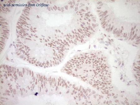 OriGene CF806791 image 1